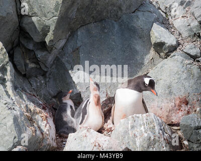 Un adulte Gentoo pingouin dans le nid avec deux oisillons. Le nid fait parmi les roches est plein de guano. Banque D'Images