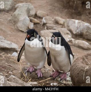 Close up de deux gorfous sauteurs face caméra debout sur des rochers côte à côte avec les yeux fermés. Un albatros nid est aussi dans la photo. Banque D'Images