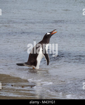 Une Gentoo pingouin à gué avec de l'eau. Son bec est ouvert et les gouttes d'eau à partir de ses plumes. Banque D'Images