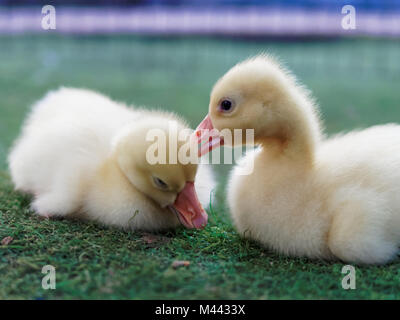 Beaux jeunes canards jaunes en edge la ferme sur fond sombre avec une faible profondeur de champ Banque D'Images