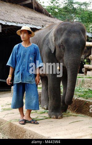 Elephant - Chang Mai - Thaïlande Banque D'Images