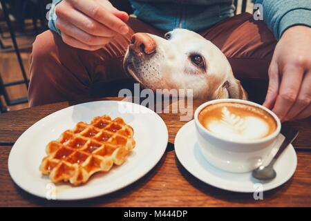 Jeune homme avec le labrador retriever dans le café. Curieux chien sous la table avec du café et des gaufres sucrées. Banque D'Images