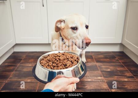 La vie domestique avec l'animal. Faim alimentation labrador retriever. Le propriétaire donne à son chien un bol de granulés. Banque D'Images