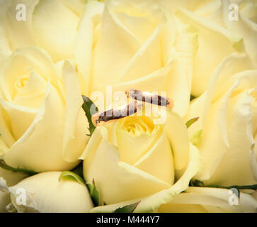 Les anneaux de mariage sur le beige roses close up Banque D'Images