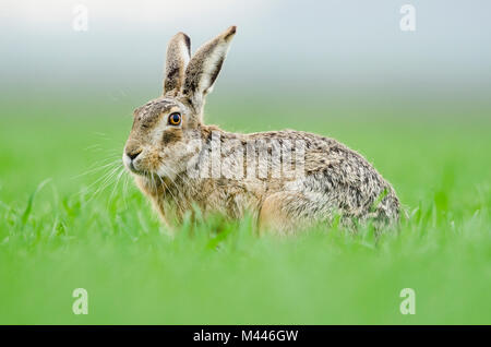 Lièvre d'Europe (Lepus europaeus) siège à gras,le Parc National Neusiedler See,Seewinkel,Burgenland, Autriche Banque D'Images