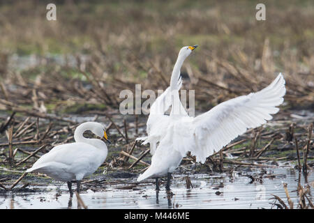 Cygne chanteur (Cygnus cygnus) récoltés sur un champ, de l'Ems, Basse-Saxe, Allemagne Banque D'Images