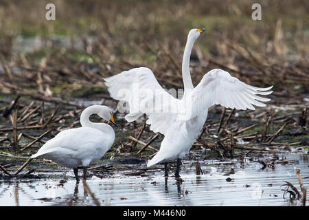 Cygne chanteur (Cygnus cygnus) récoltés sur un champ, de l'Ems, Basse-Saxe, Allemagne Banque D'Images