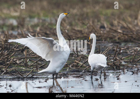 Cygne chanteur (Cygnus cygnus) récoltés sur un champ, de l'Ems, Basse-Saxe, Allemagne Banque D'Images