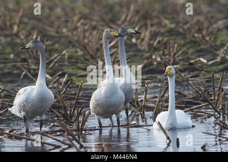 Cygne chanteur (Cygnus cygnus) récoltés sur un champ, de l'Ems, Basse-Saxe, Allemagne Banque D'Images