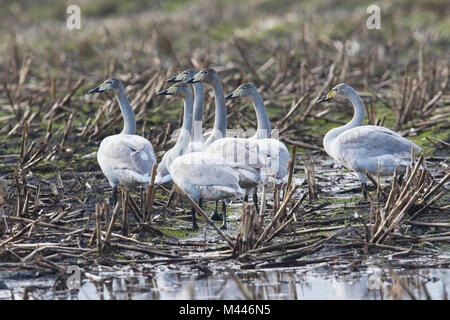 Cygne chanteur (Cygnus cygnus) récoltés sur un champ, de l'Ems, Basse-Saxe, Allemagne Banque D'Images