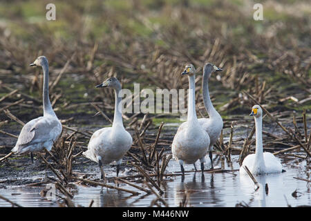 Cygne chanteur (Cygnus cygnus) récoltés sur un champ, de l'Ems, Basse-Saxe, Allemagne Banque D'Images