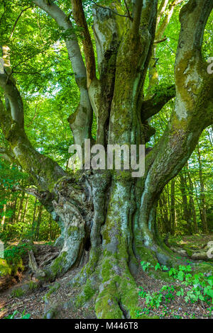 Vieux hêtre commun (Fagus sylvatica),hetre,pâturage de la Réserve de biosphère de Rhön, Bavaria, Allemagne Banque D'Images