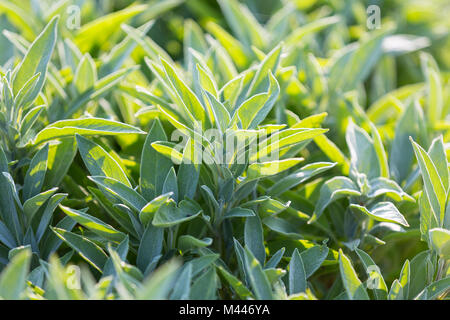 La sauge (Salvia officinalis),Allemagne,plantation de thé Banque D'Images