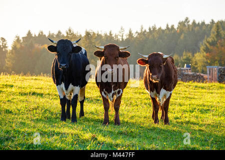Les vaches se tenir les uns à côté des autres sur les pâturages,Peretshofen,Haute-bavière,préalpes,Bavière, Allemagne Banque D'Images