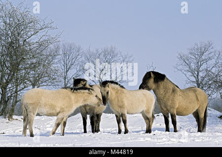Étalon Cheval Heck, Juments et Poulains en hiver Banque D'Images