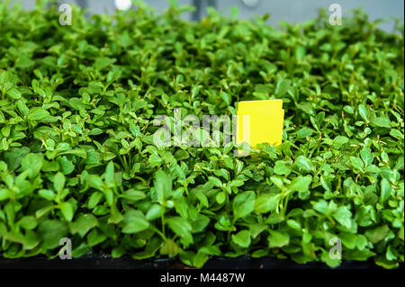 Les semis de fleurs et légumes poussant dans des contenants en mousse dans un sac en papier sur la vitre dans le sol sur une journée ensoleillée. Tendances modernes de cultivat Banque D'Images