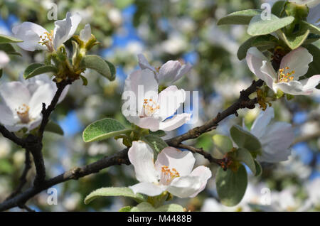 Branch avec apple les fleurs et les feuilles sur l'arrière-plan de l'arbre Banque D'Images