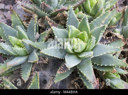 Avec aloès - Aloe brevifolia laisse courte Banque D'Images