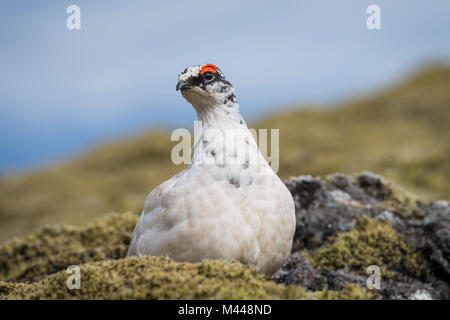 Le Lagopède alpin (Lagopus muta),mâle assis sur sol moussu,plateau de Hellisheiði,l'Islande Banque D'Images