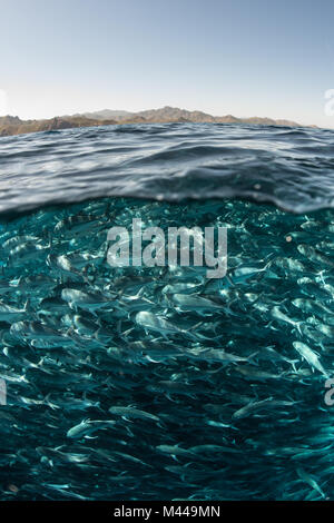Jack l'École de poissons nager près de la surface de l'eau, Cabo San Lucas, Baja California Sur, au Mexique, en Amérique du Nord Banque D'Images