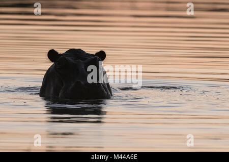 Hippopotame (Hippopotamus amphibius) émergeant de la rivière Kwai au crépuscule. Okavango Delta, Botswana Banque D'Images