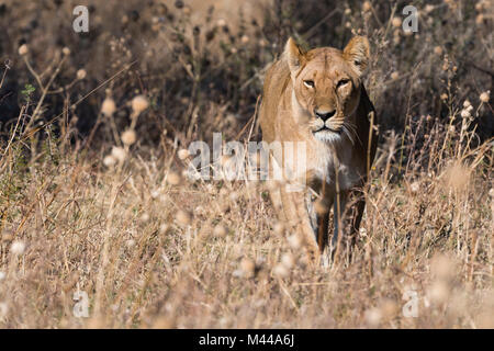 Lioness (Panthera leo) dans les prairies, Savuti, Chobe National Park, Botswana Banque D'Images