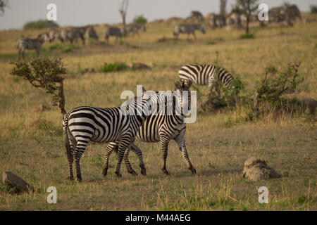 Zebra, Equus burchelli, Serengeti National Park, Tanzania Banque D'Images