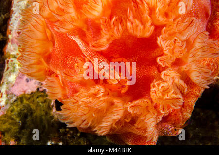 La crevette Periclimenes imperator empereur à côté de branchies d'une danseuse espagnole Hexabranchus sanguineus - archipel de Mergui - la photographie sous-marine - Rouge Banque D'Images