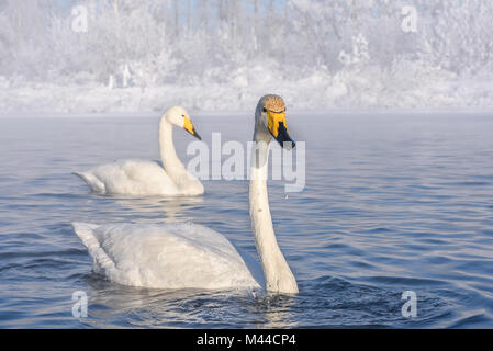 De beaux cygnes blancs sur le lac sur un matin d'hiver glacial contre un arbre blanc dans la gelée blanche Banque D'Images