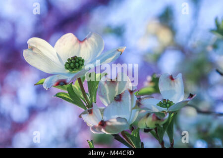 Belle vue sur la fleur de cornouiller en fleurs ; fleurs de red bud-arbre dans le backgkround Banque D'Images