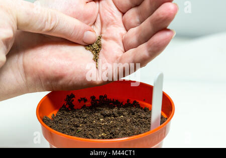 Planter des graines dans un pot. Banque D'Images