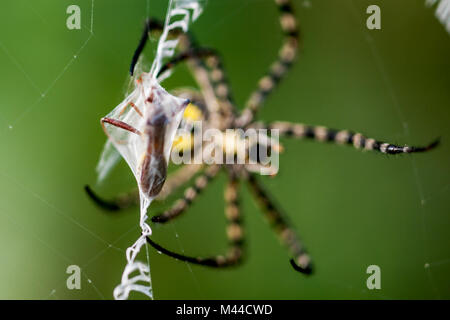 Spider Argiope (Signature) anasuja Nanmangalam à Forêt réservés à Chennai, Mumbai, Inde Banque D'Images