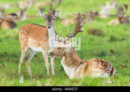 Fallow Deer (Cervus dama). Couple pendant le rut. Richmond Park, Londres, Angleterre Banque D'Images
