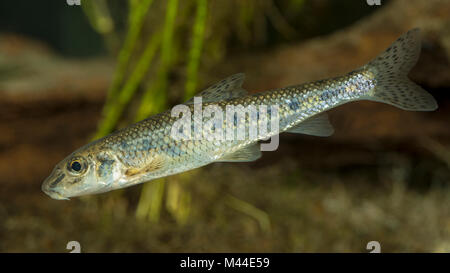 Gudgeon (Gobio gobio), sous l'eau. Allemagne Banque D'Images