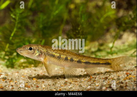 Gudgeon (Gobio gobio), sous l'eau. Allemagne Banque D'Images