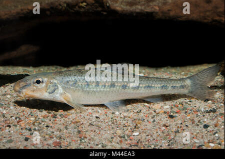 Gudgeon (Gobio gobio), sous l'eau. Allemagne Banque D'Images