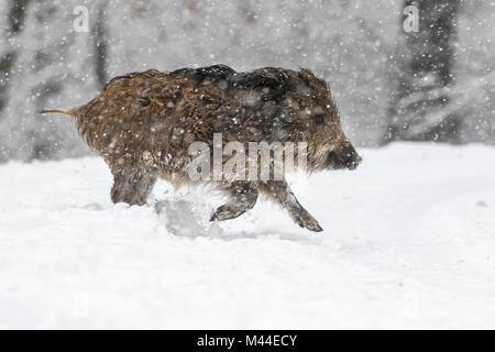 Le sanglier (Sus scrofa). Les jeunes en cours d'exécution dans la neige. Allemagne Banque D'Images