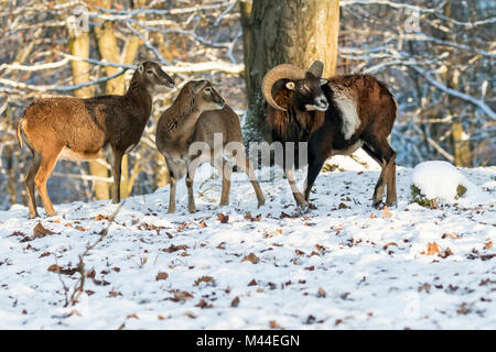 Mouflon européen (Ovis orientalis musimon). Ram et deux femelles debout en forêt en hiver. Allemagne Banque D'Images