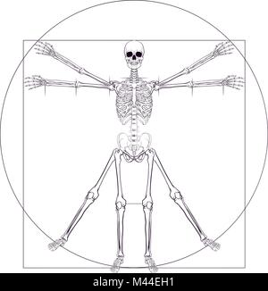 Homme de Vitruve de Vinci squelette Illustration de Vecteur