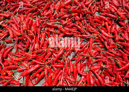 Red hot peppers sécher sur le soleil, selective focus. Banque D'Images