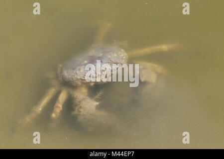 (Crabe Carcinus maenas) dans un ruisseau de marée). Mer du Nord, Allemagne Banque D'Images