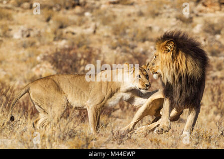 L'African Lion (Panthera leo). Femme en chaleur et du Kalahari à crinière noire homme à leur première rencontre. L'homme a peur de l'agressivité à l'origine de la femelle. Désert du Kalahari, Kgalagadi Transfrontier Park, Afrique du Sud. Banque D'Images