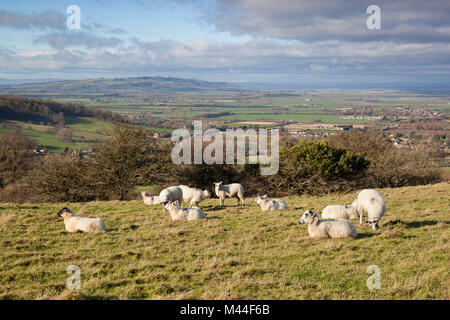 Vue sur le village de Broadway à Bredon Hill et Vale of Evesham avec des moutons, Broadway, les Cotswolds, Worcestershire, Angleterre, Royaume-Uni, Europe Banque D'Images