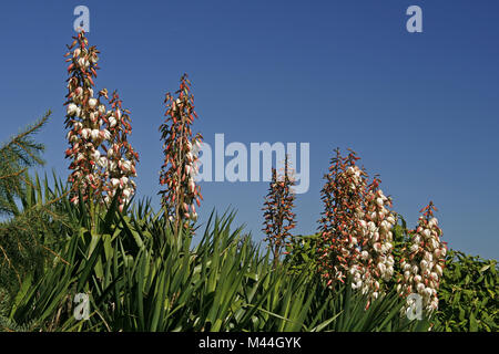 Le Yucca baccata, yucca (Yucca yucca Datil, banane) Banque D'Images