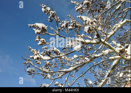 Paulownia tomentosa, Blauglockenbaum, Empress tree Banque D'Images