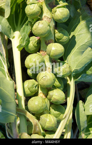 Brassica oleracea var. gemmifera, Rosenkohl, chou de Bruxelles Banque D'Images