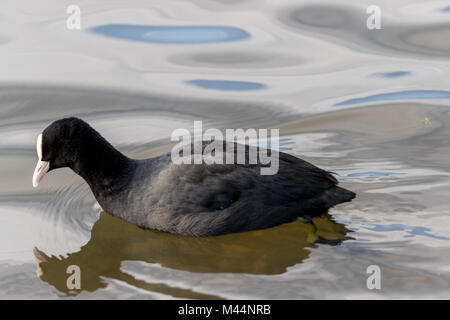 Foulque macroule (Fulica atra) natation en close up detail. Banque D'Images