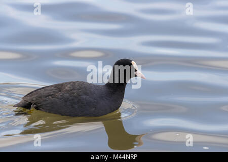 Foulque macroule (Fulica atra) natation en close up detail. Banque D'Images