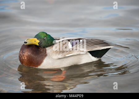 Drake mallard (Anas platyrhynchos) lissage sur l'eau close up Banque D'Images