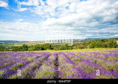 Champ de lavande et à la ferme Journée ensoleillée avant tempête, la Provence traditionnelle paysage rural avec les fleurs et ciel bleu, grand angle vue sur la campagne, la Crimée Banque D'Images